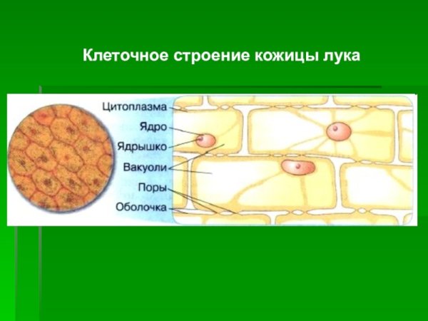 Строение клетки кожицы лука