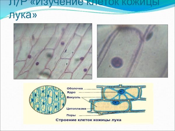Строение растительной клетки кожицы лука