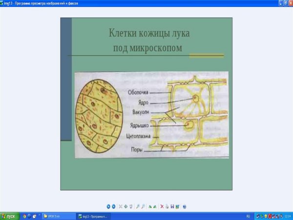 Строение клетки кожицы лука