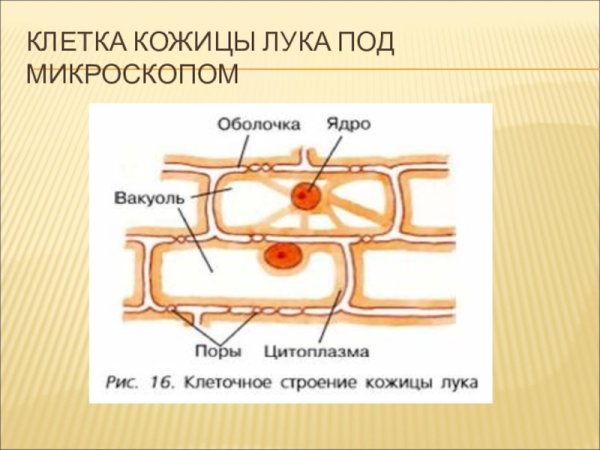 Изучение клеток чешуи кожицы лука