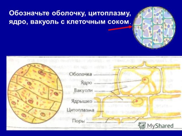 Строение растительной клетки кожицы лука