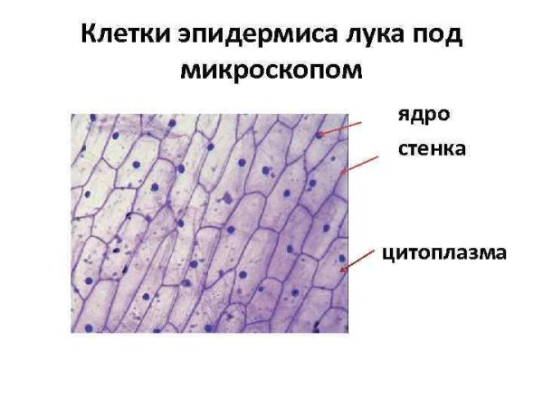 Строение клетки кожицы лука