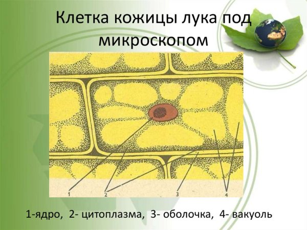 Строение растительной клетки чешуи лука