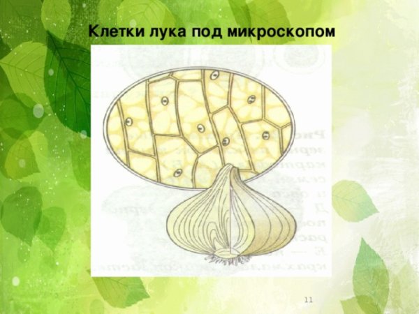 Кожица лука под микроскопом