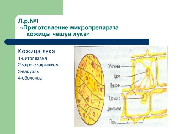 Препарат клетки пленки лука