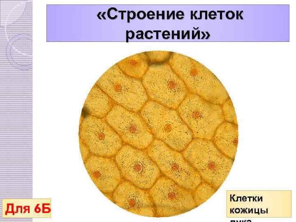 Клетки эпидермиса чешуи лука