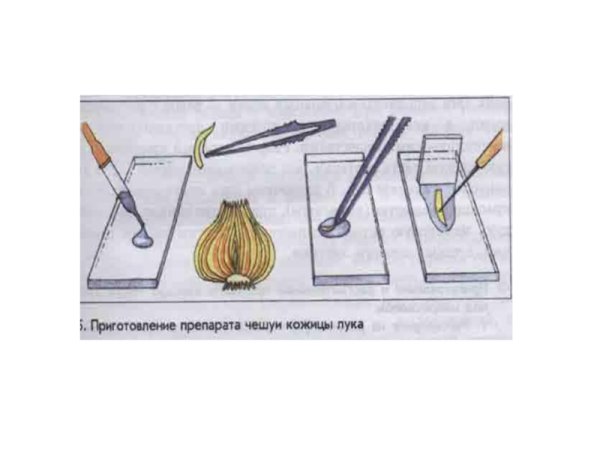 Препарат кожицы чешуи лука строение