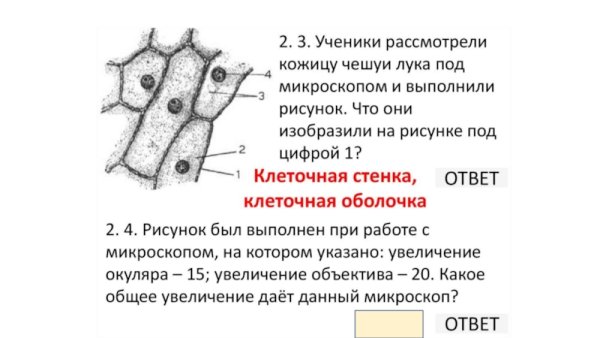 Строение клетки мякоти листа 5 класс биология