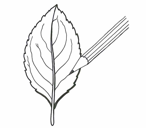 Лавровый лист раскраска