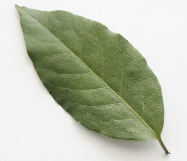 Лавровый листик