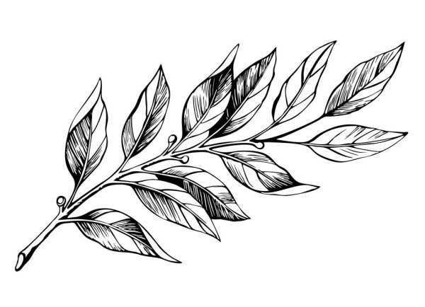 Лавровая веточка эскиз тату