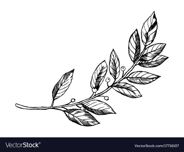 Лавровый лист гравюра
