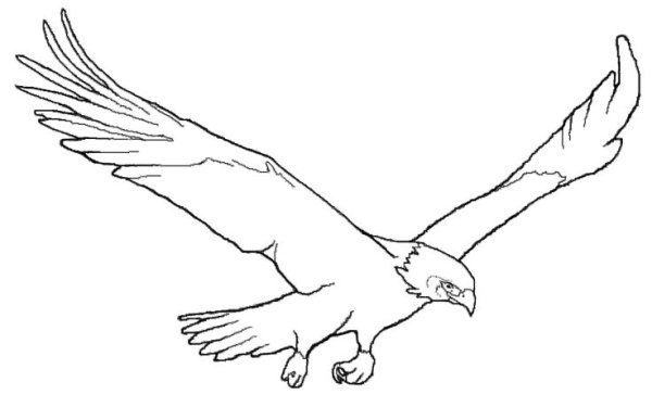 Орел в полете раскраска