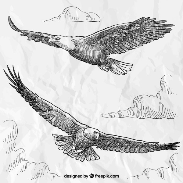 Нарисовать летящего орла
