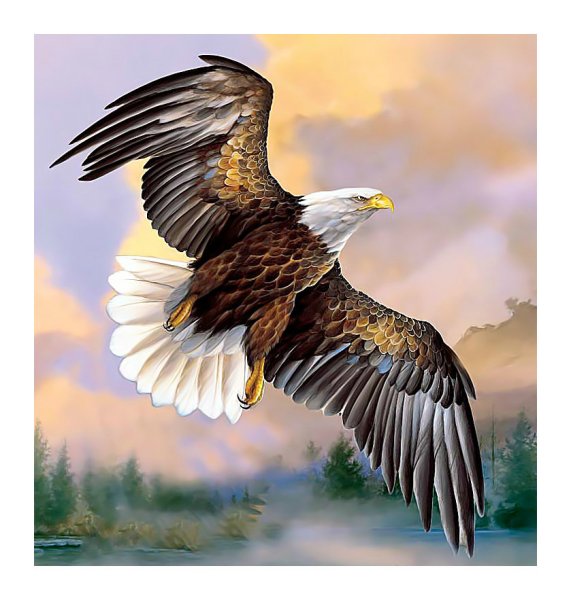 Белоголовый Орлан живопись