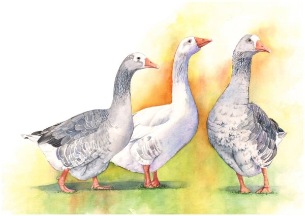 Гусь иллюстрация