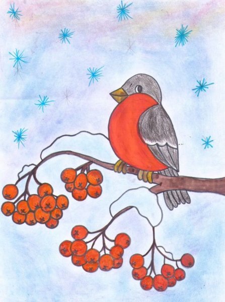 Рисование Снегирь на ветке