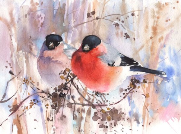 Снегирь на ветке рисунок