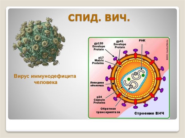 Схема строения вируса иммунодефицита человека