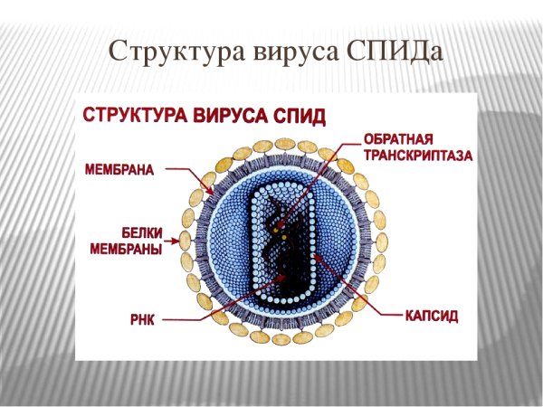 Строение вируса СПИДА