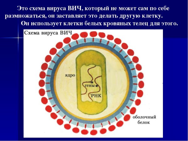 Строение ВИЧ вируса схема