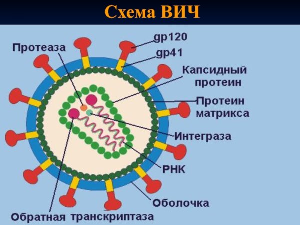 Схема строения вируса иммунодефицита человека