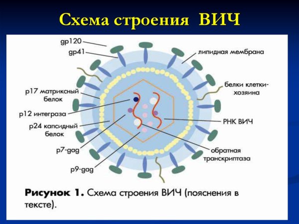 Схема строения вируса иммунодефицита человека