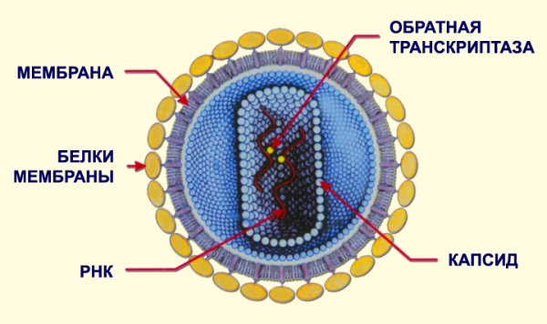 ВИЧ строение вируса биология