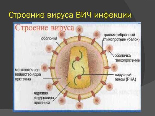Строение вириона ВИЧ микробиология