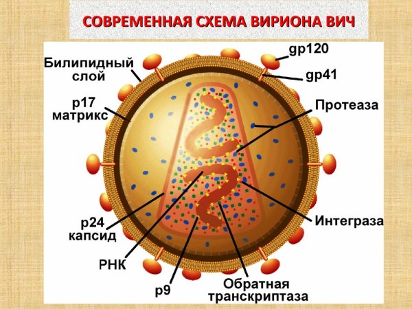 Строение ВИЧ вируса схема