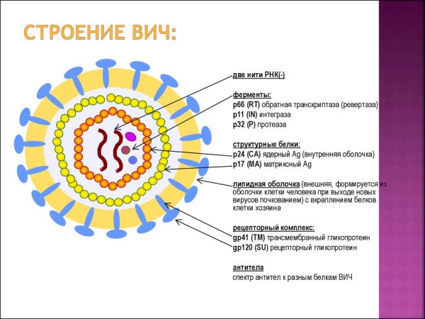 Вирус ВИЧ строение микробиология