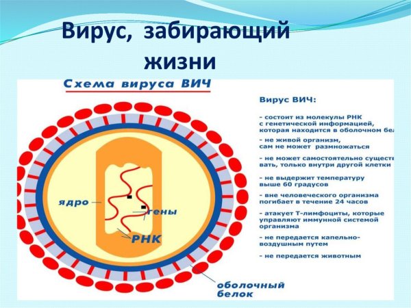 ВИЧ структура вириона