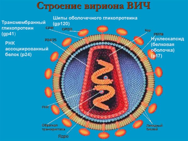 Строение вириона ВИЧ 1