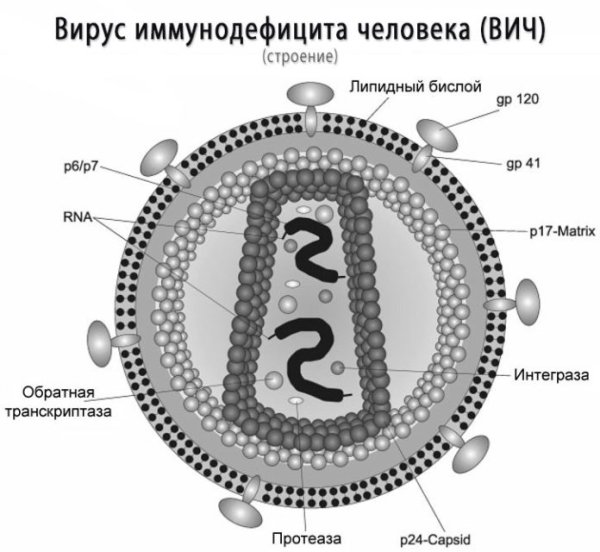 Вирус иммунодефицита строение