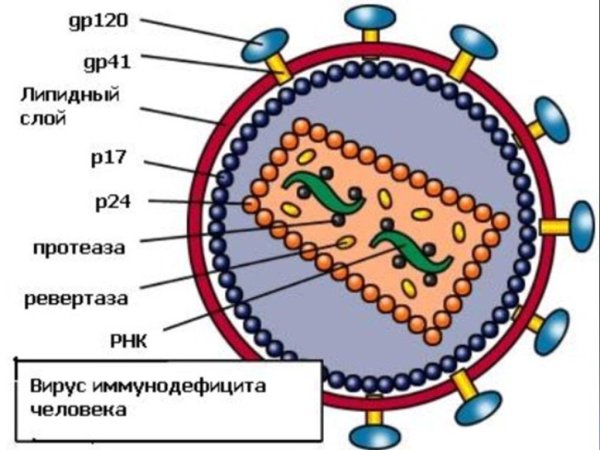 Вирус СПИДА презентация