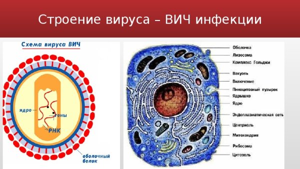 Схема строения ВИЧ
