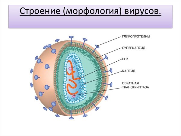 Строение вируса ВИЧ РНК