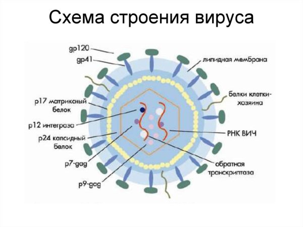 Вирус СПИДА царство