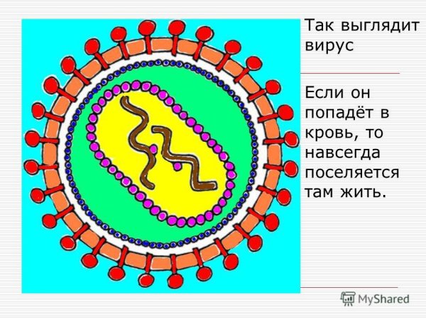 Схема строения вируса СПИДА