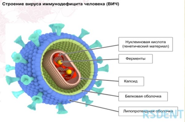 Строение клетки вируса рисунок