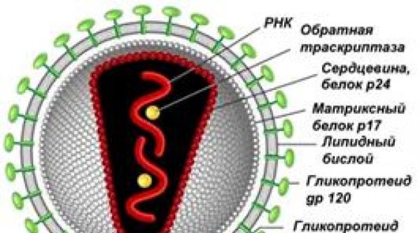 Строение вируса СПИДА схематично