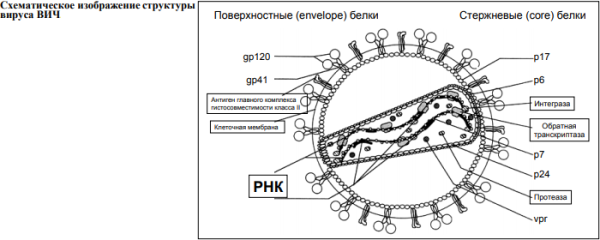 Строение вируса иммунодефицита ВИЧ
