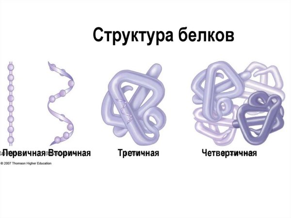 Строение первичной структуры белка