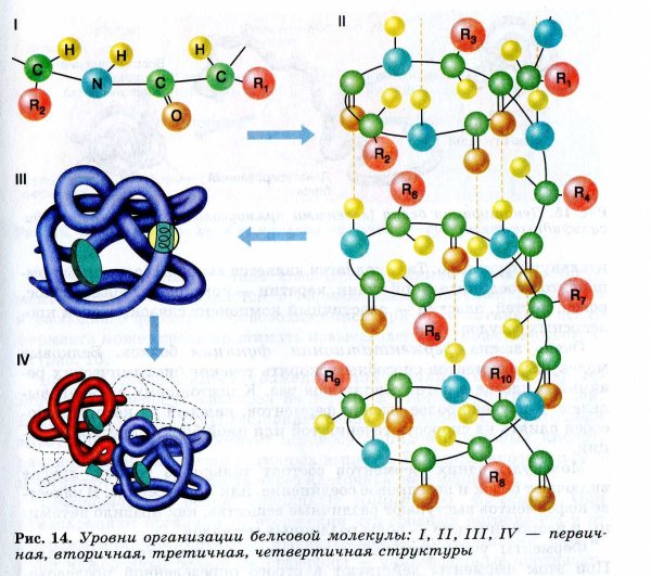 Структура и уровни организации молекулы белка