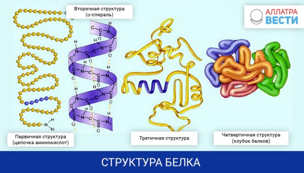 Уровни организации белковой молекулы (структура белка)
