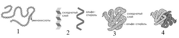 Линейная структура белка