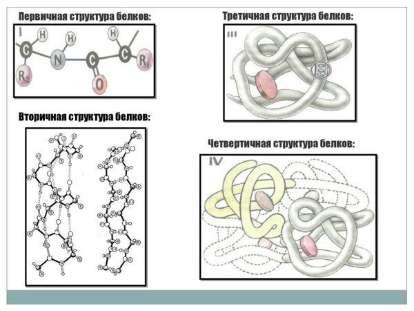 Структуры белка первичная вторичная третичная четвертичная