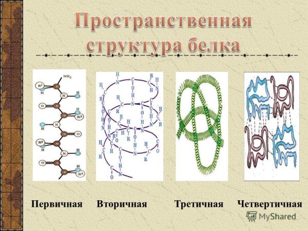 Первичная структура белков вторичная структура белков