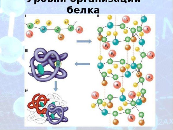 Уровни организации белковой молекулы (структура белка)