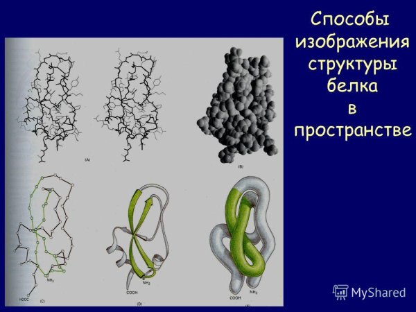 Структуры белка рисунок